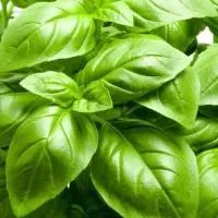 Basil