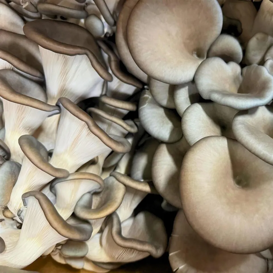 Mushrooms Oyster Chocolate