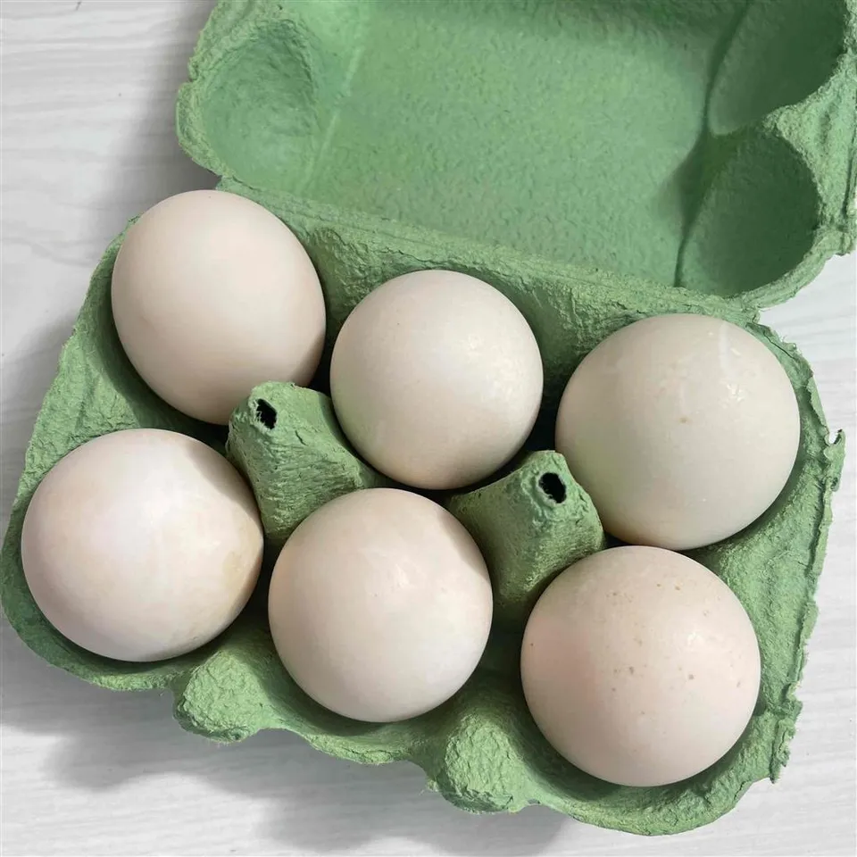 Eggs, Duck