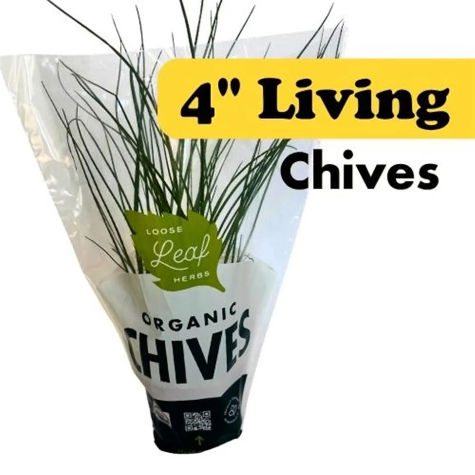 Chives - 4" Potted Living Herbs COG