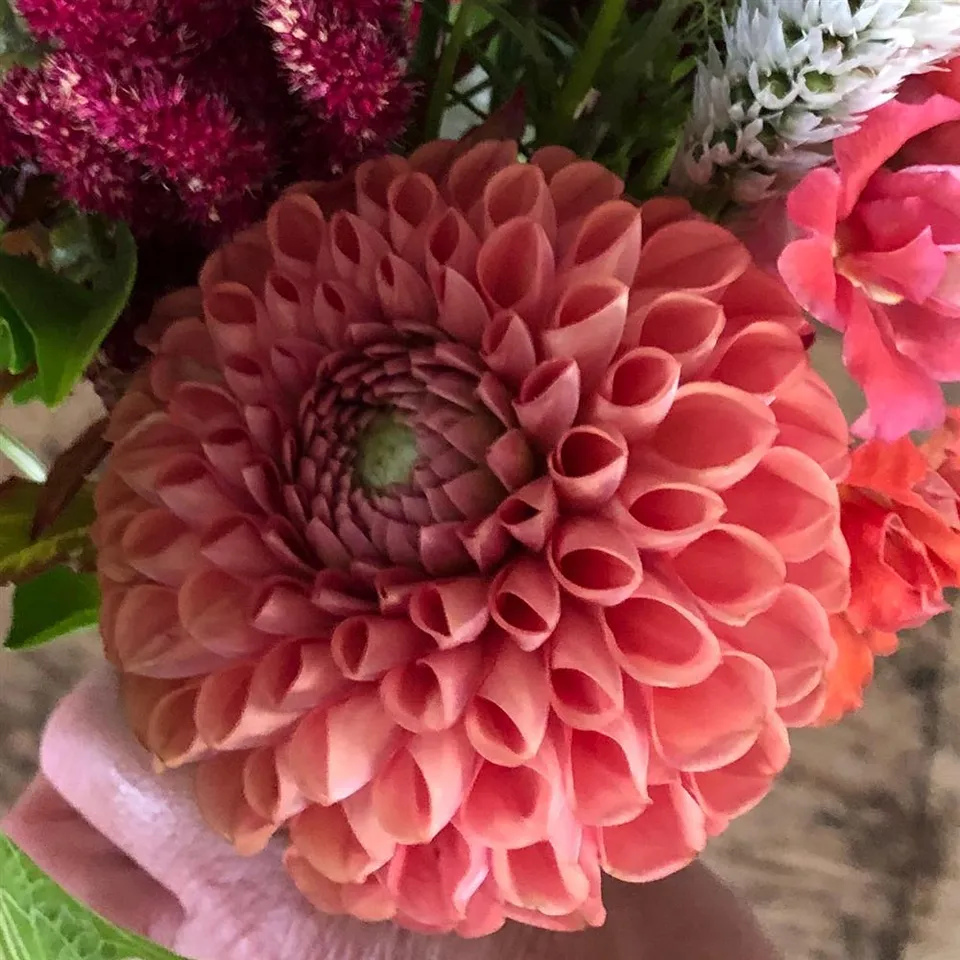 Dahlia Tuber - Cornel Bronze