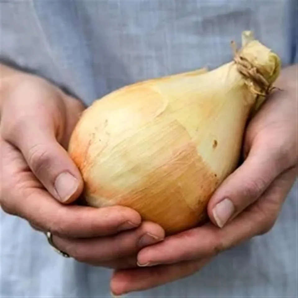 Onions, Alisa Craig Sweet