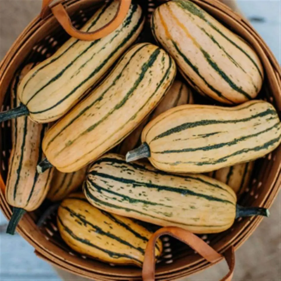Winter Squash, Delicata