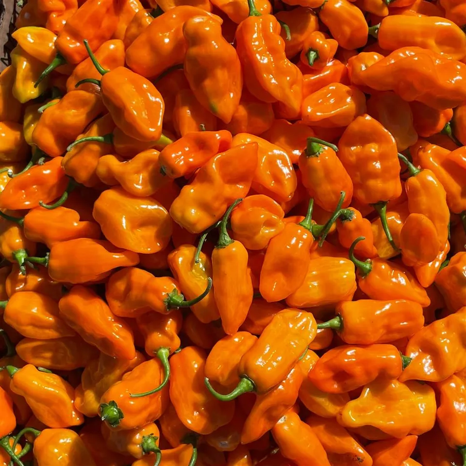 Pepper, Habanero
