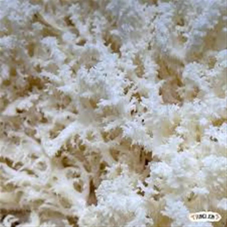 Mushrooms Coral Tooth