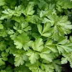 Parsley Flat COG