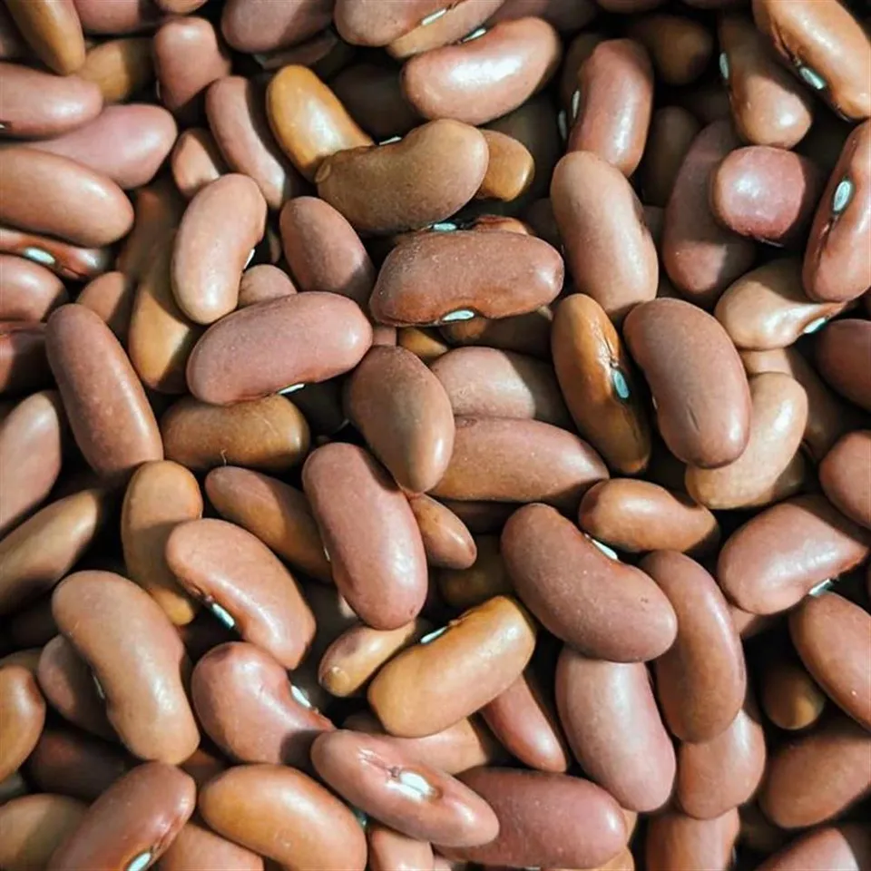 Beans Red Kidney