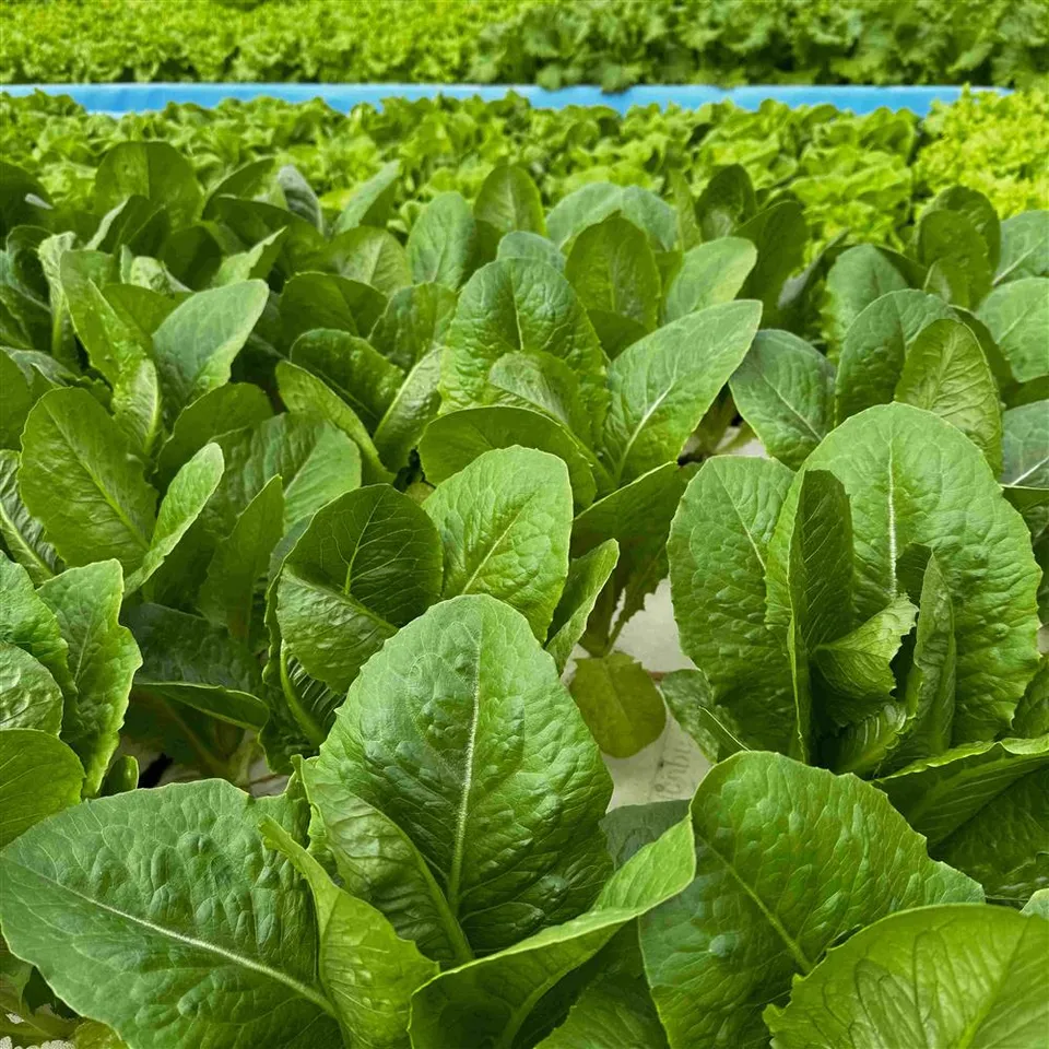 Lettuce, Romaine