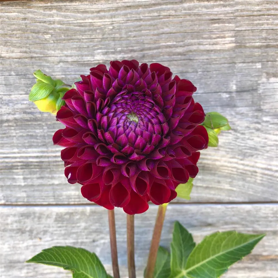 Dahlia Tuber - Ivanetti