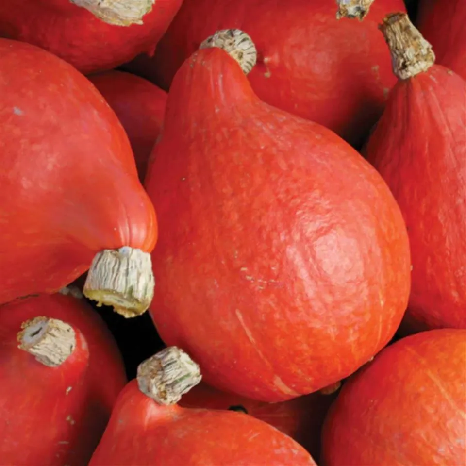 Winter Squash, Red Kuri