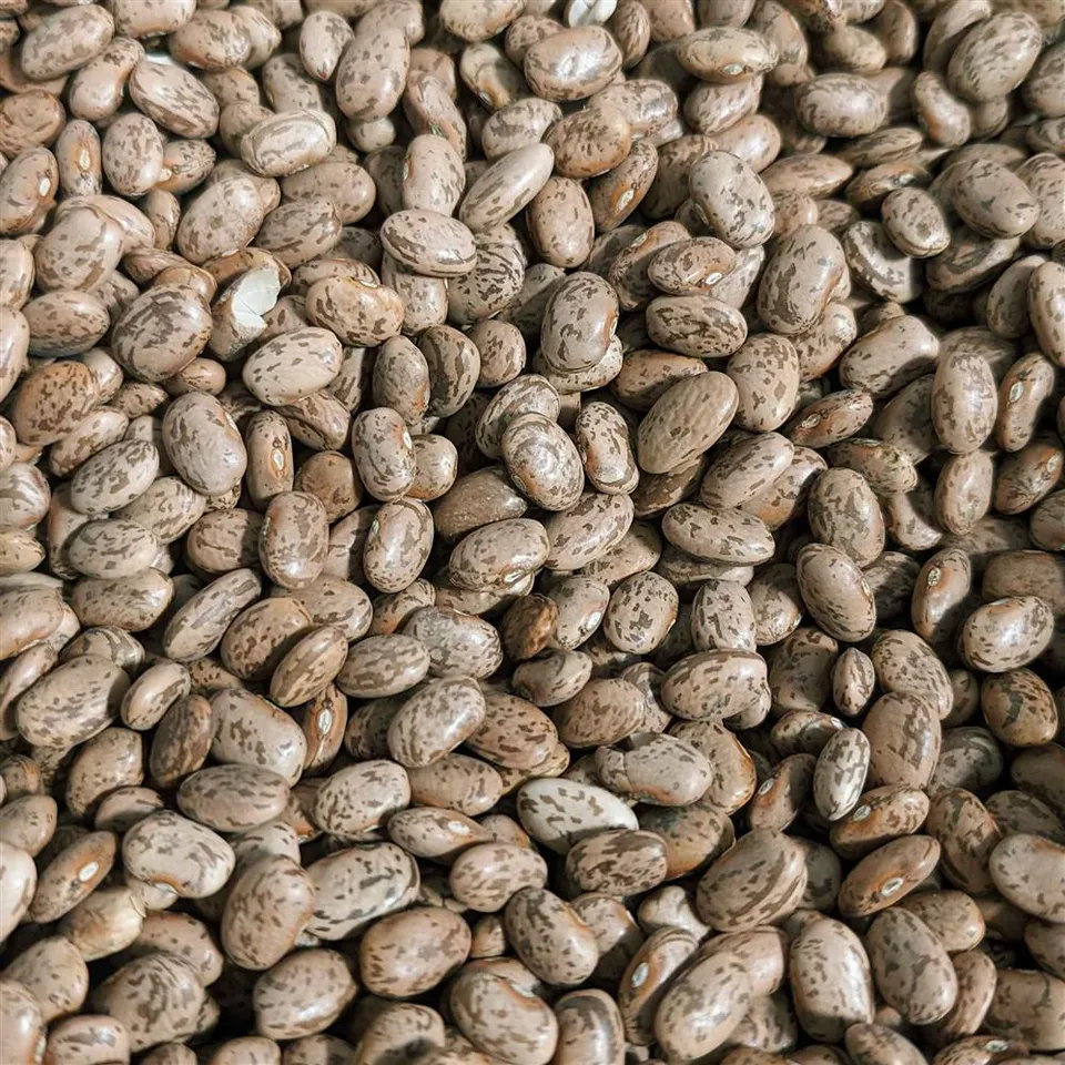Beans Pinto