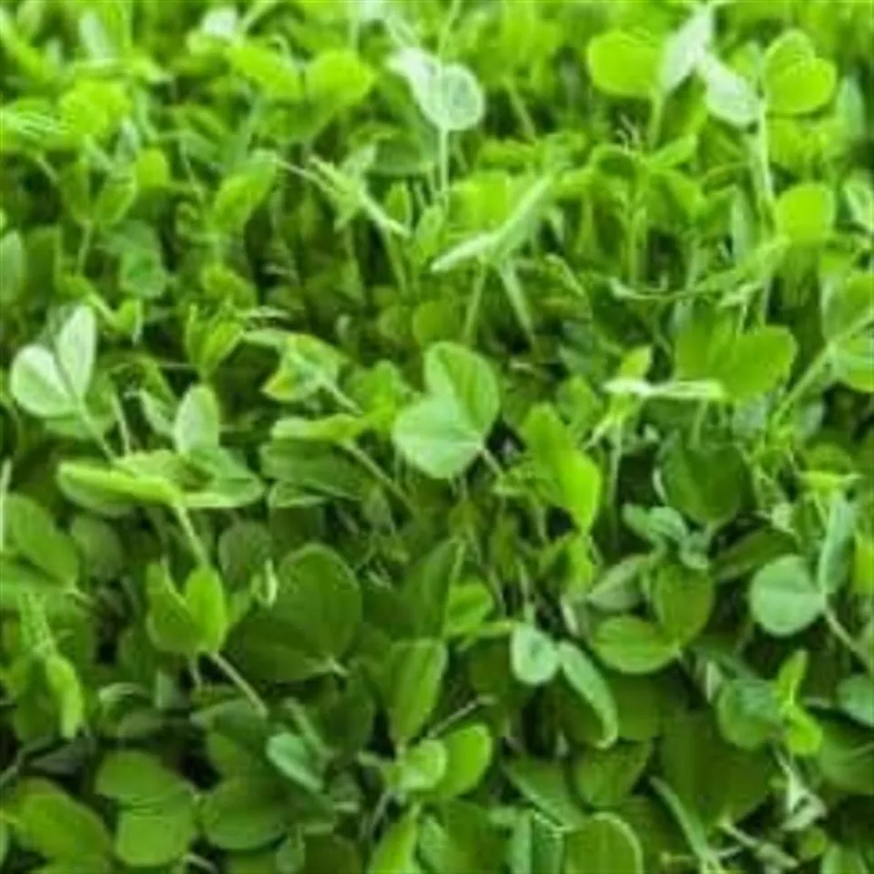Microgreens, Pea Shoots