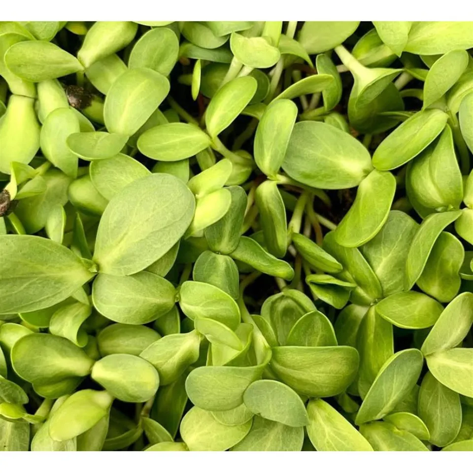Microgreens, Sunflower