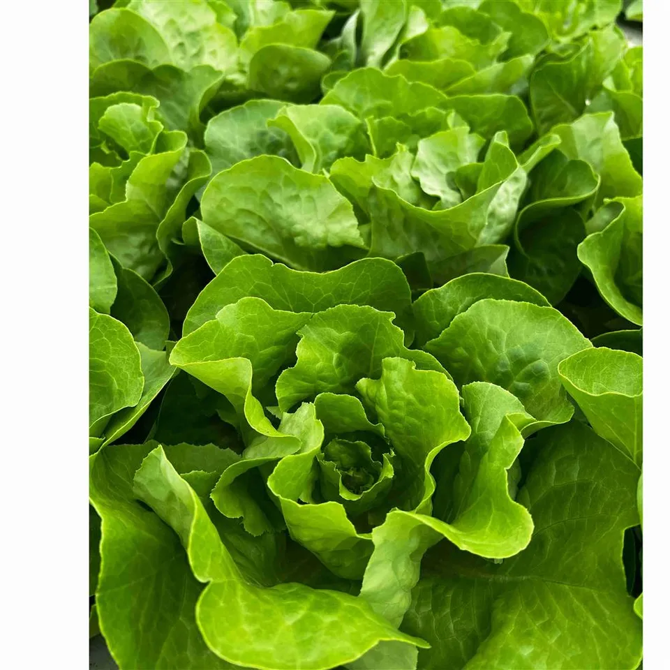 Lettuce, Butter- Green