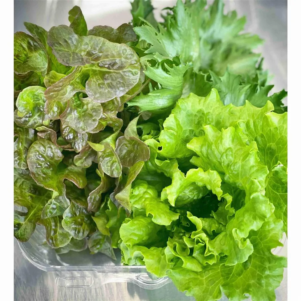 Lettuce, Mini Mix