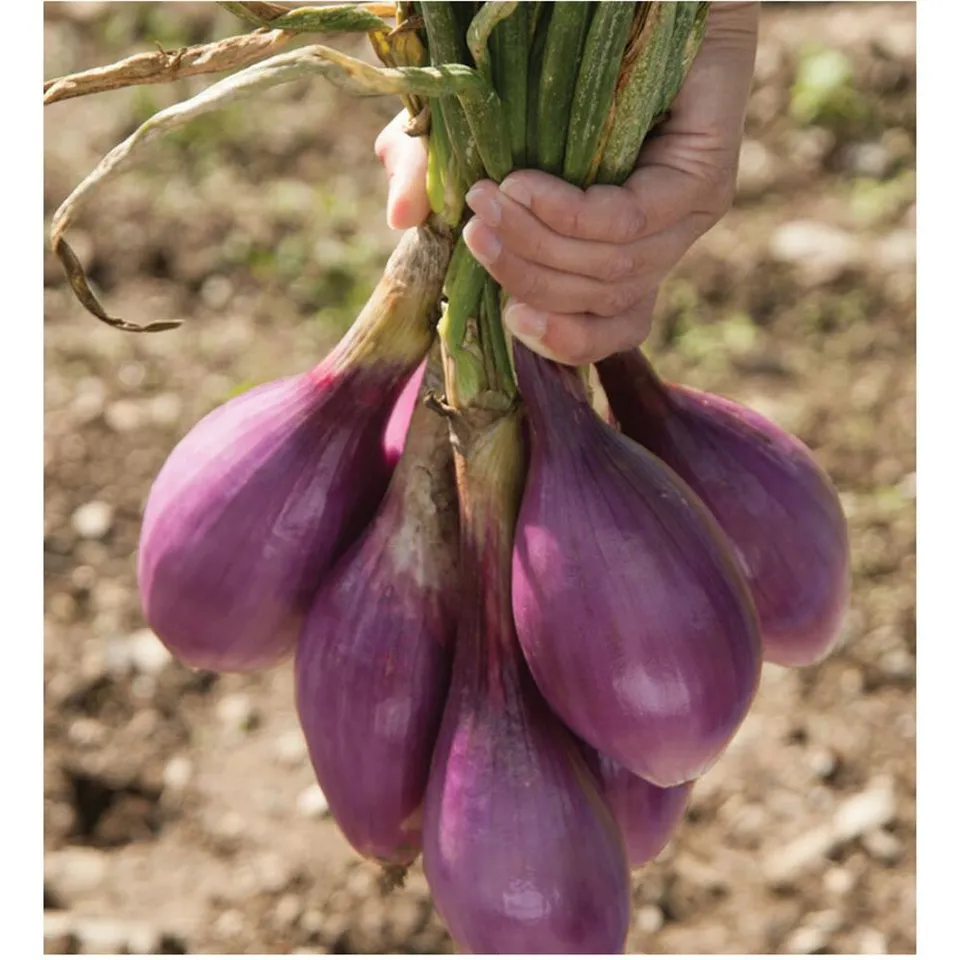 Onions, Red Tropea