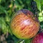 CSA Duchess of Oldenburg Apples
