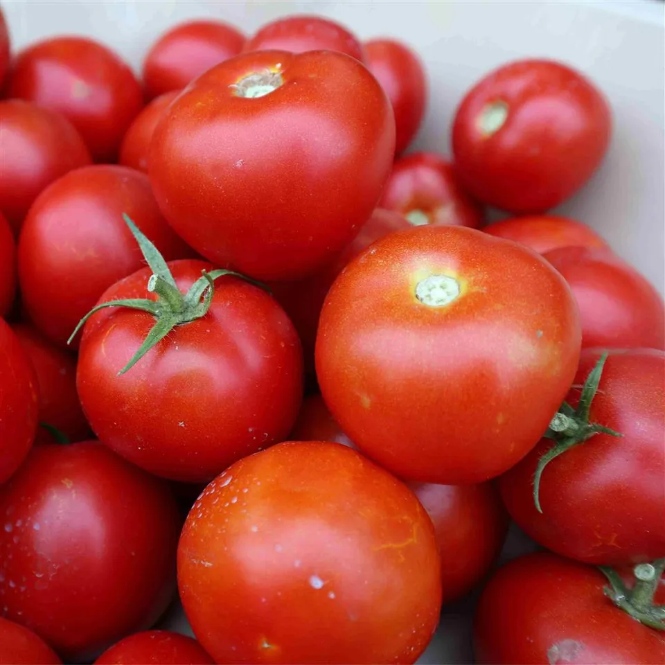 Tomato Medium COG