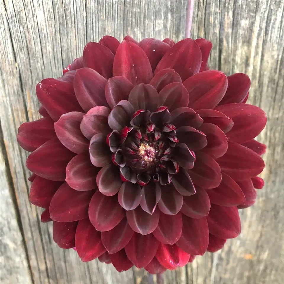 Dahlia Tuber - Karma Choc