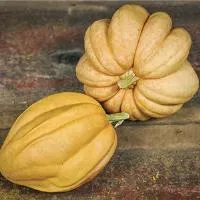 Winter Squash Thelma's Swt Potato COG
