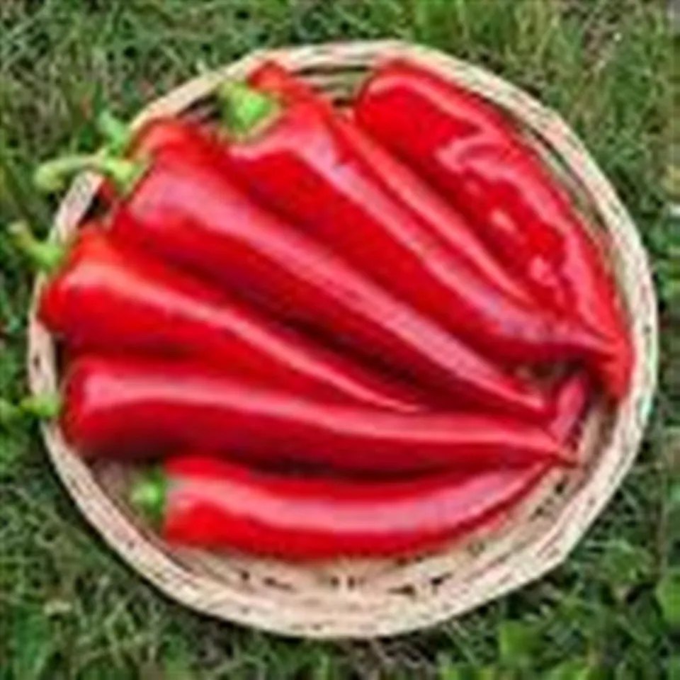 Pepper Sweet Red Italian COG