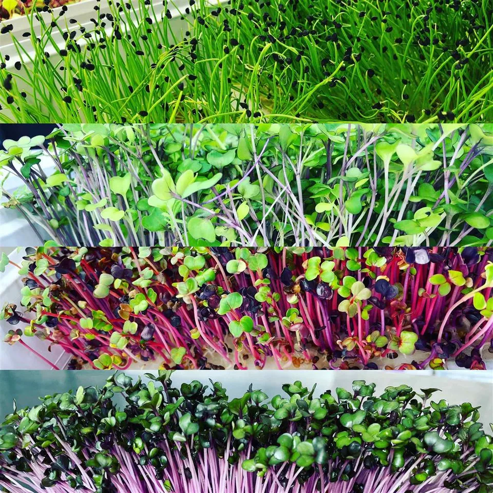 Microgreens, Mystery Rotator