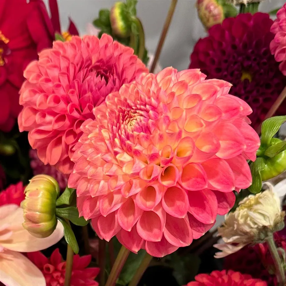 Dahlia Tuber - Snoho Doris