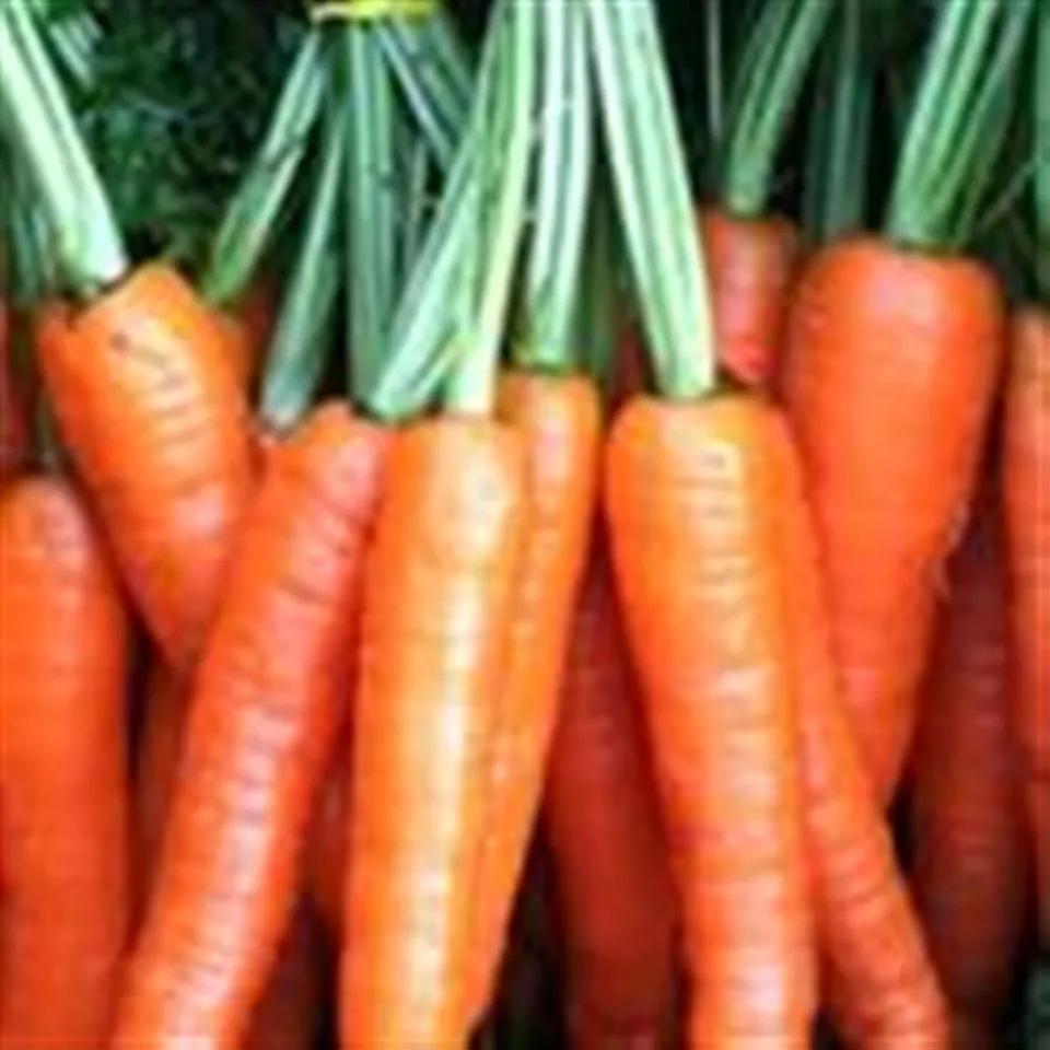 Carrots, Orange