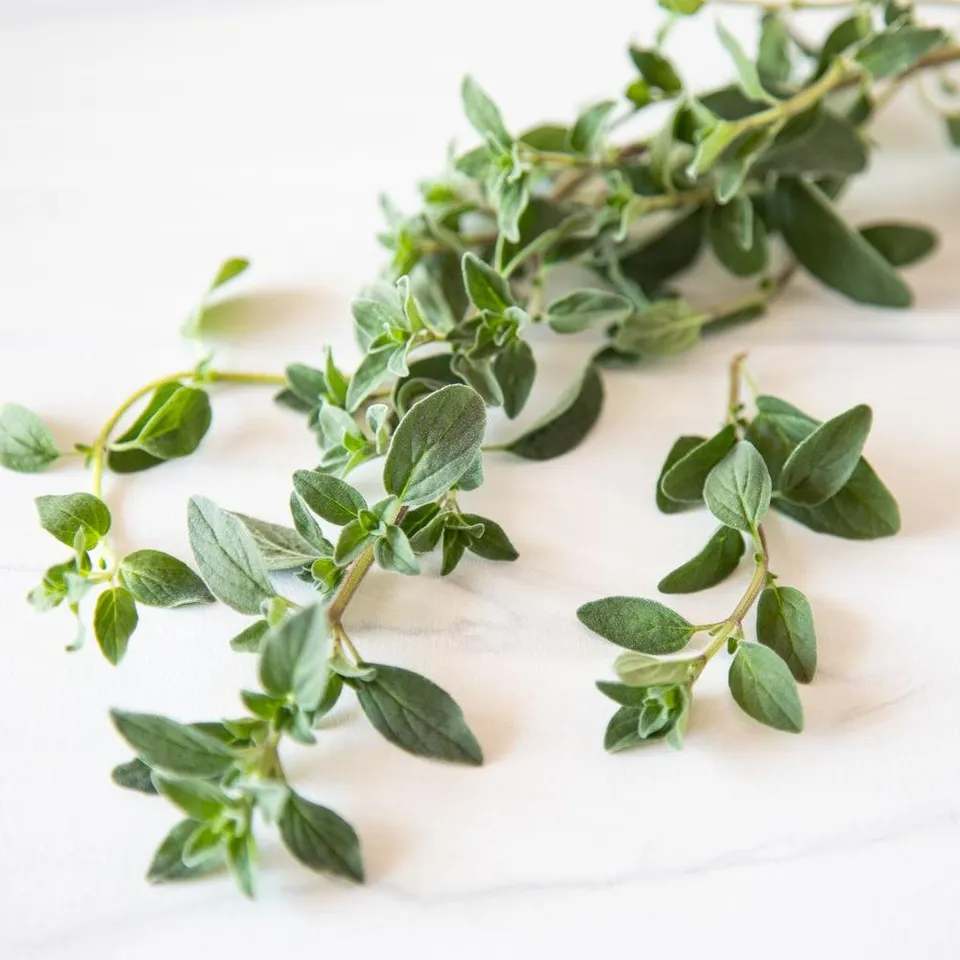 Oregano