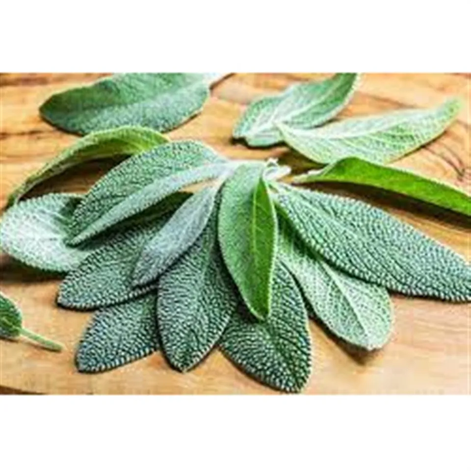 Sage