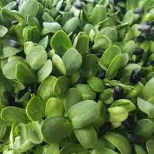 Microgreens, Sunflower