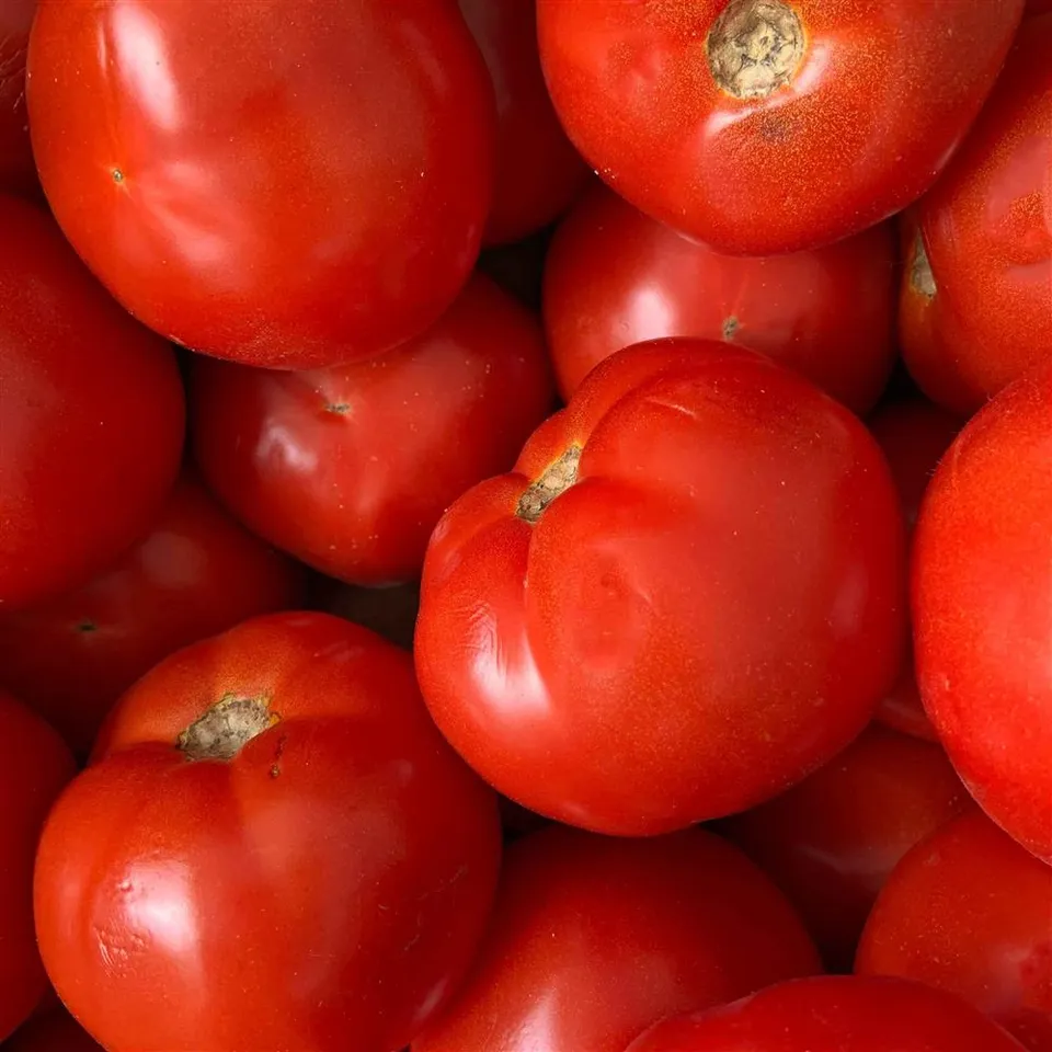 Tomato Large COG