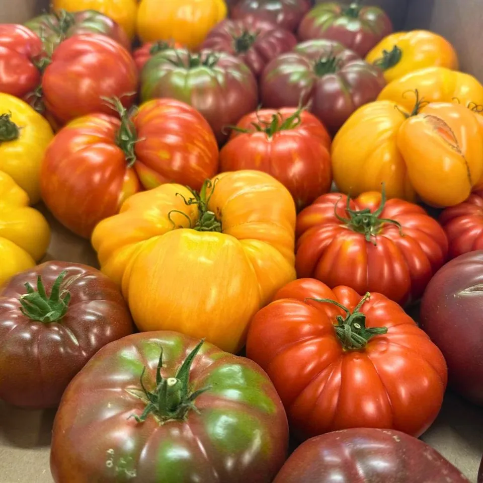 Tomato Heirloom COG