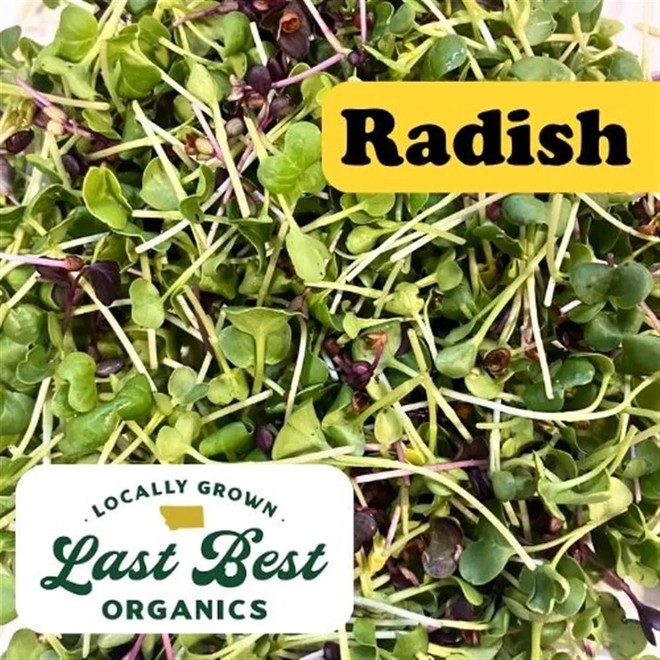Microgreens Radish COG