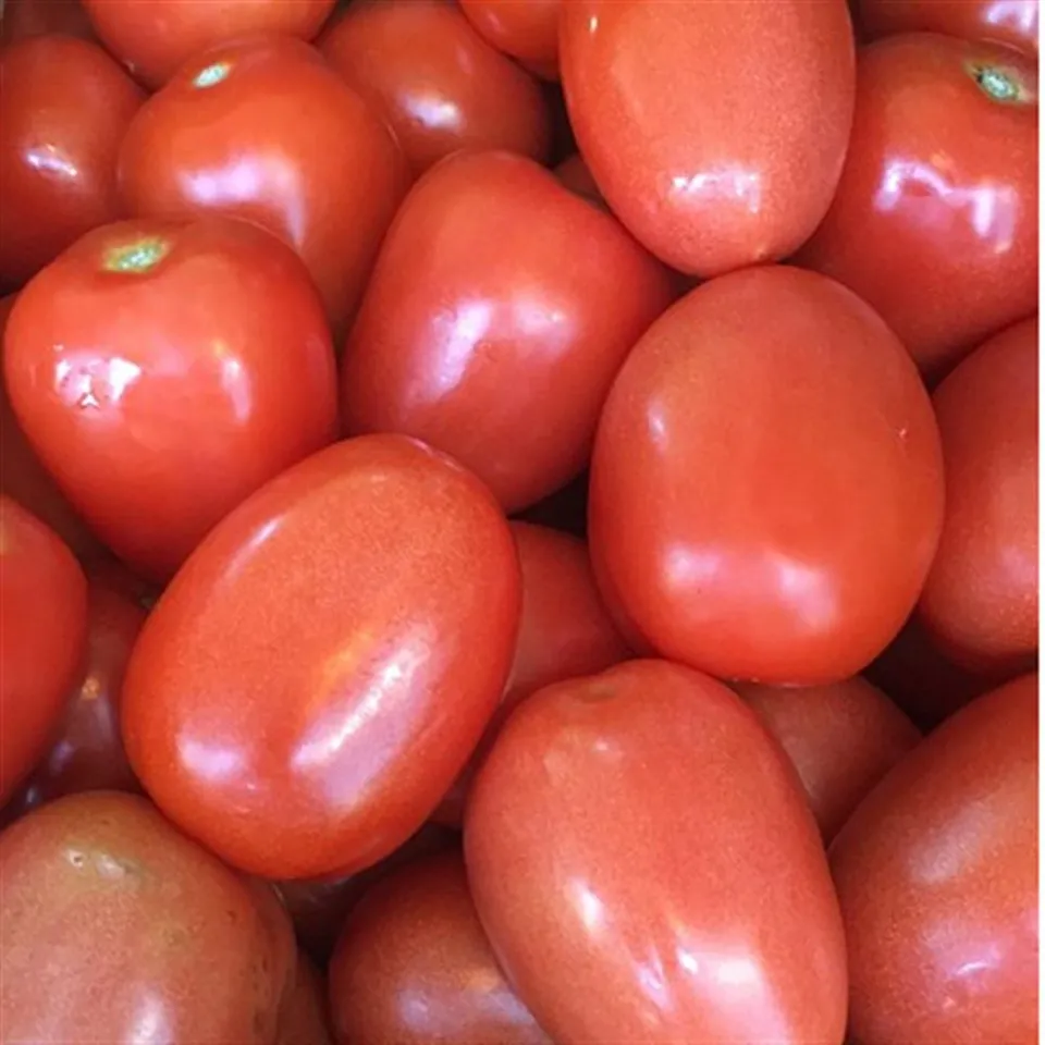 Tomato Roma COG