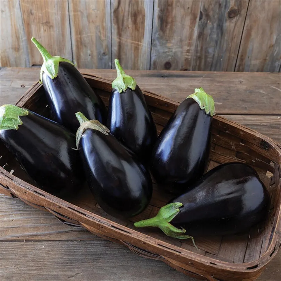 Eggplant, Italian