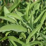 Sage Bunch COG