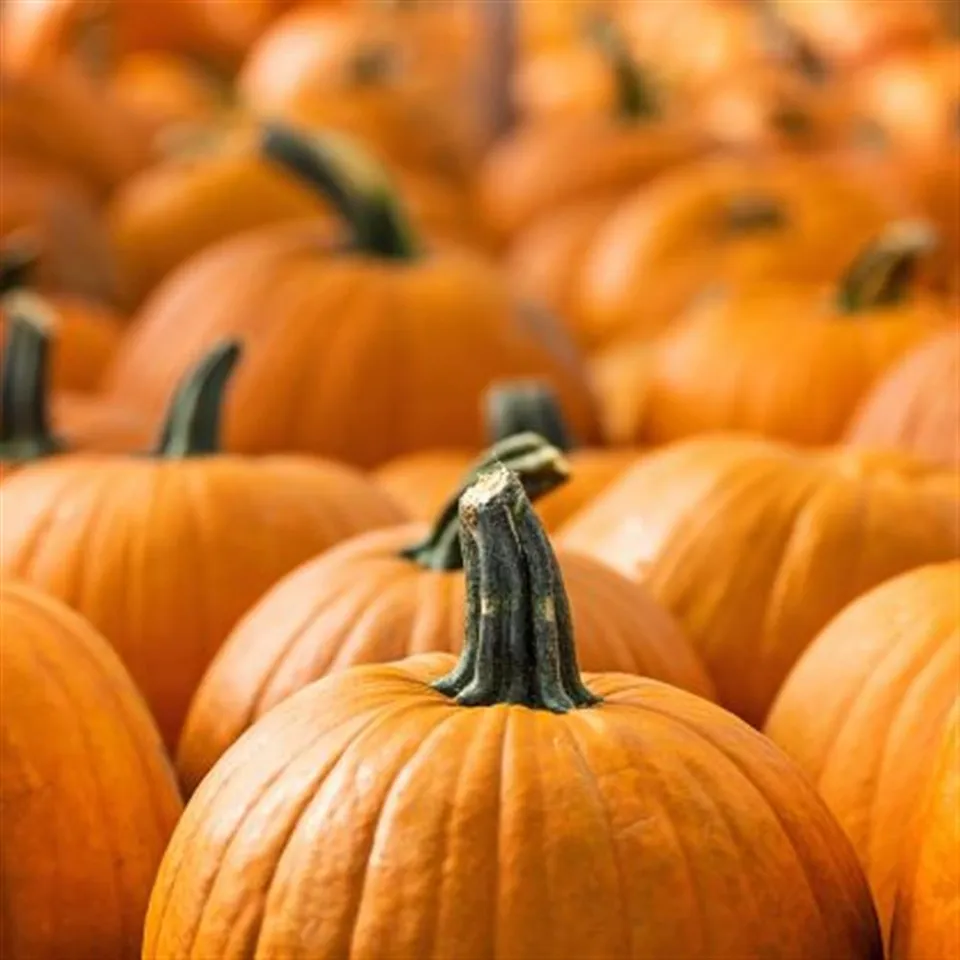 Pumpkin-for pies