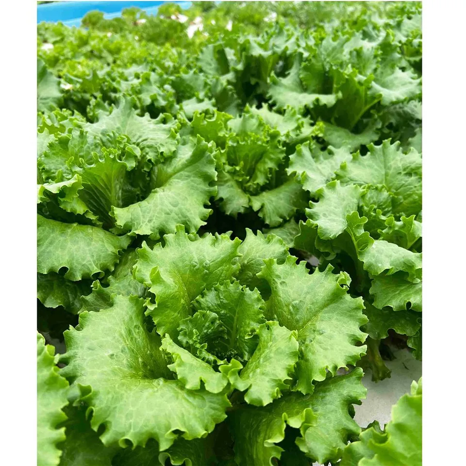 Lettuce, Green Leaf