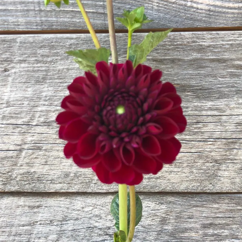 Dahlia Tuber - Jessie G