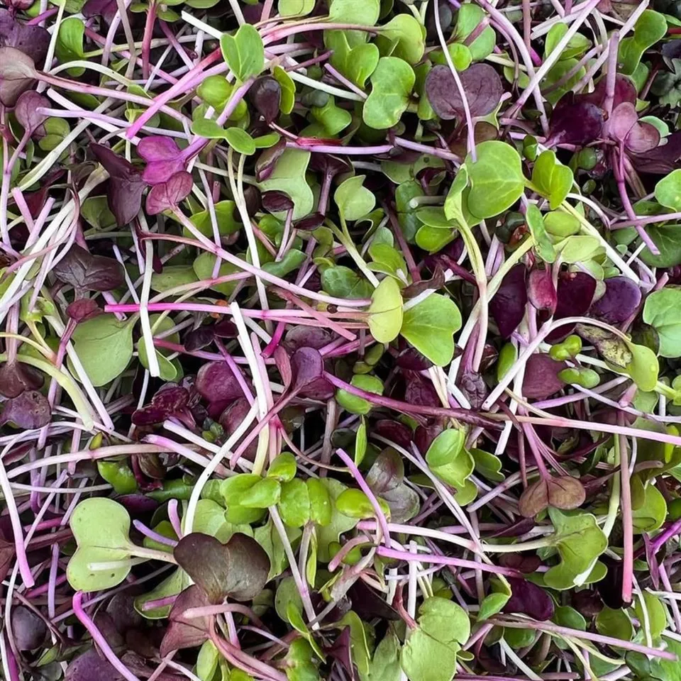 Microgreens, Spicy Mix