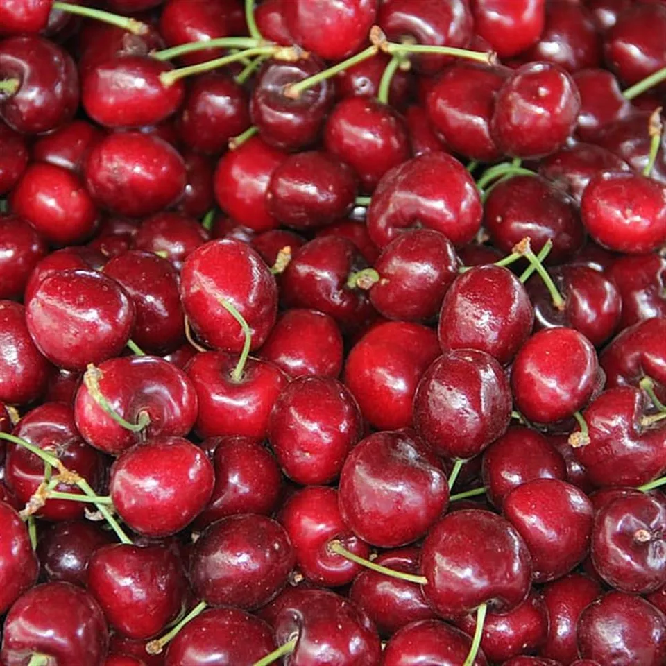 Cherries, Flathead Red