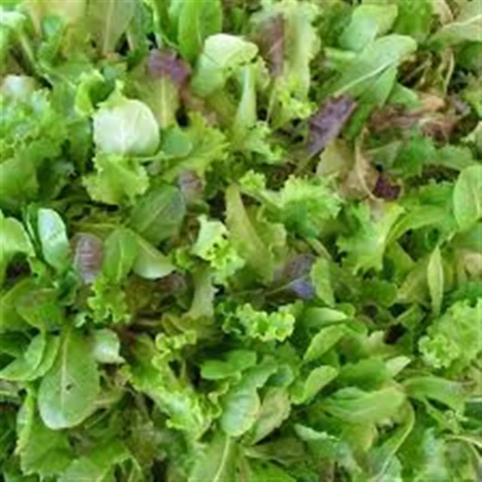 Lettuce Salad Mix HG