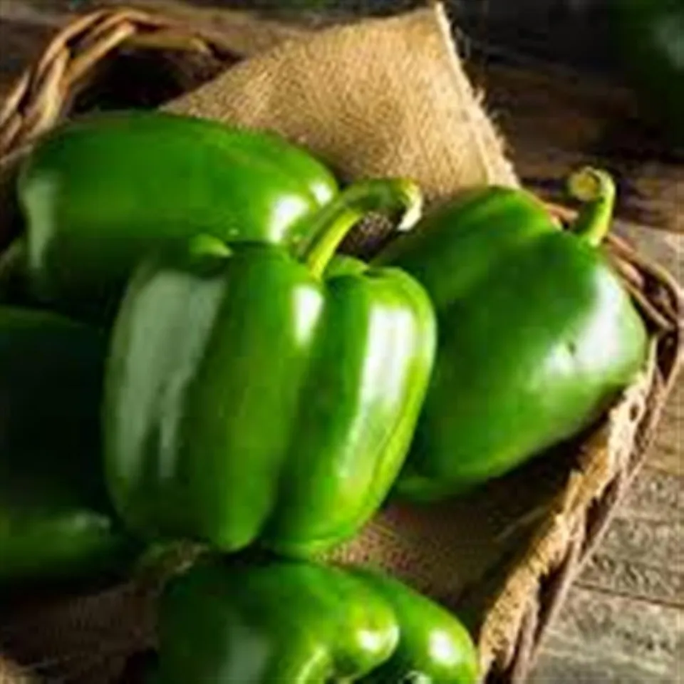 Peppers, Green Bell