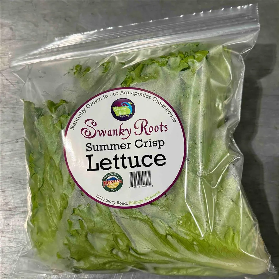 Lettuce, Summer Crisp Head