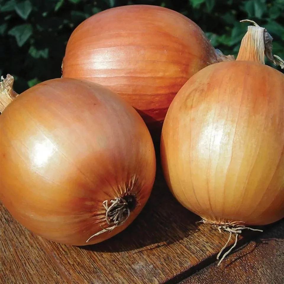 Onion, Yellow Patterson