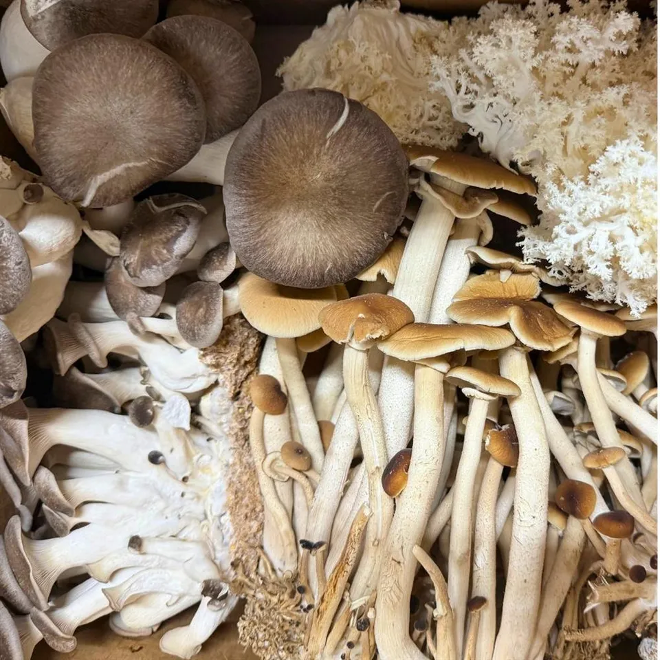 Mushrooms Mixed Mushrooms
