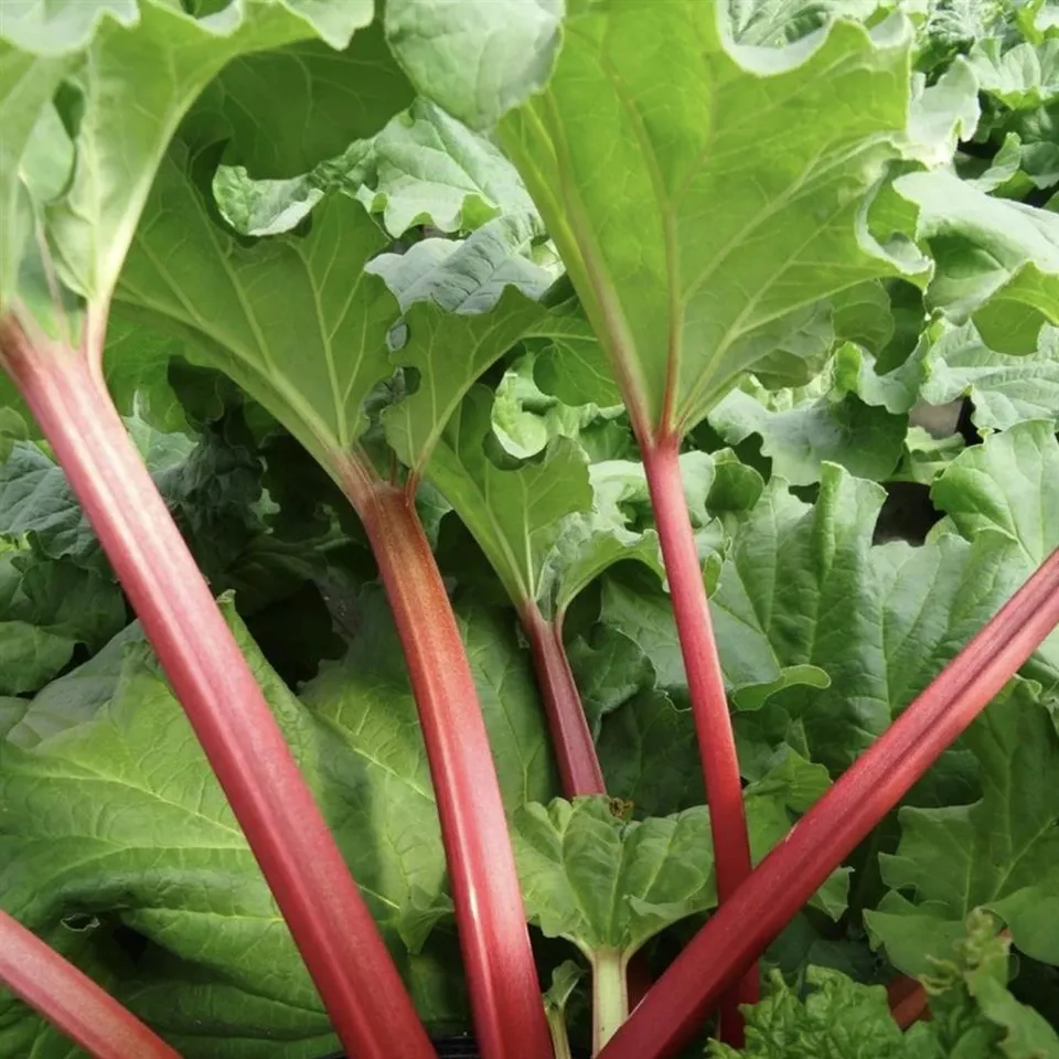 Rhubarb