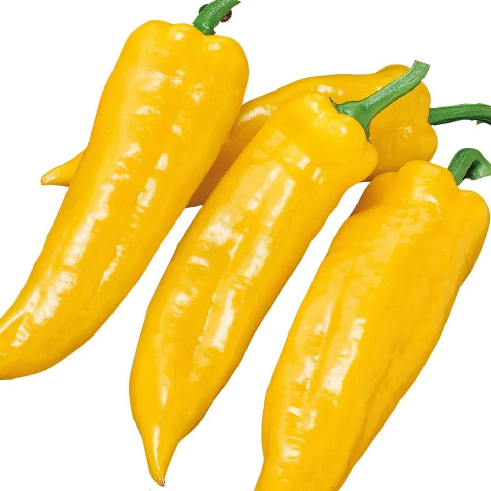 Pepper Sweet Yellow COG