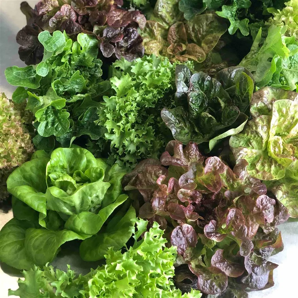 Lettuce, Mix